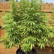 Spliff Seeds Outdoor Grow 2026