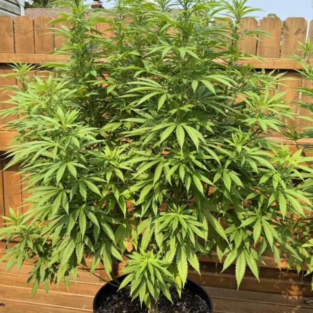 Spliff Seeds Outdoor Grow 2026