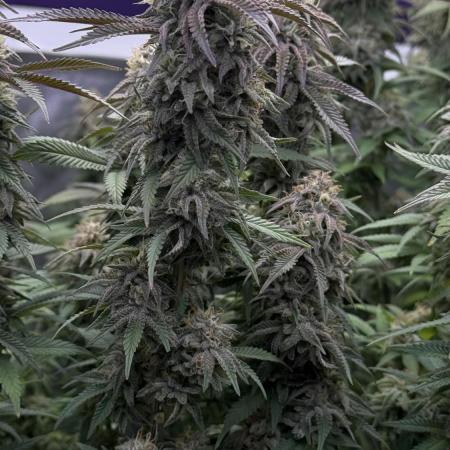 Indoor