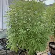 Spliff Seeds Outdoor Grow 2026