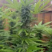 Spliff Seeds Outdoor Grow 2026