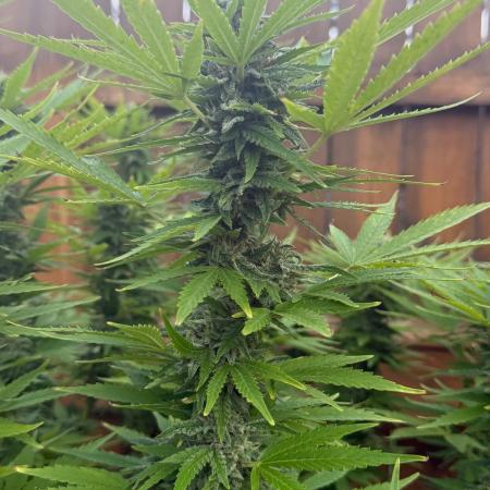 Spliff Seeds Outdoor Grow 2026