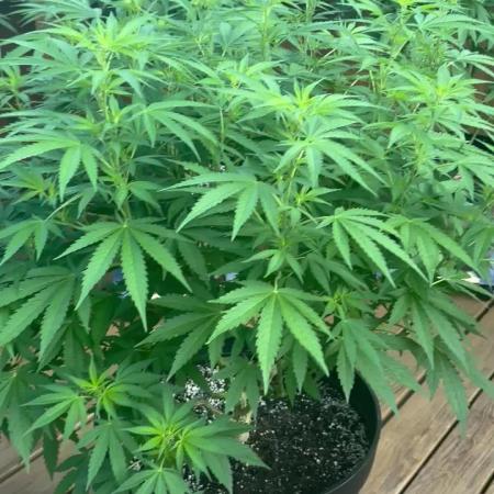 Spliff Seeds Outdoor Grow 2026