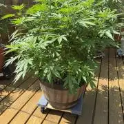 Spliff Seeds Outdoor Grow 2026