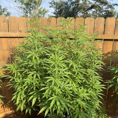 Spliff Seeds Outdoor Grow 2026