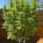 Spliff Seeds Outdoor Grow 2026