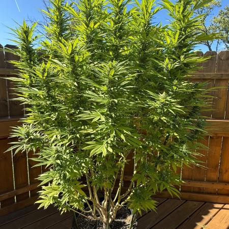 Spliff Seeds Outdoor Grow 2026