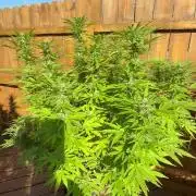Spliff Seeds Outdoor Grow 2026
