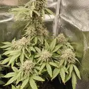 Purple Skunk Auto