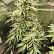White Widow Auto