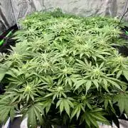 Sweet Truffle by Seed Supplier