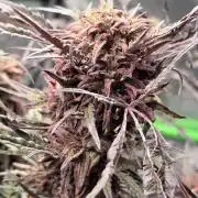 Frostys Purple Freak - Khalifa Genetics