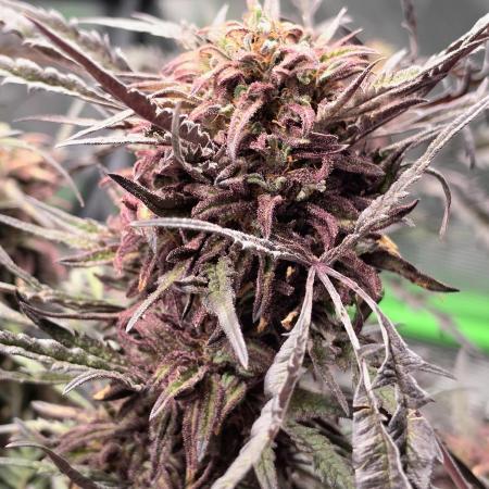 Frostys Purple Freak - Khalifa Genetics