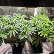 Sweet Truffle by Seed Supplier