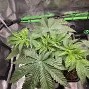 Sweet Truffle by Seed Supplier