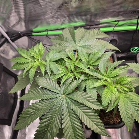 Sweet Truffle by Seed Supplier