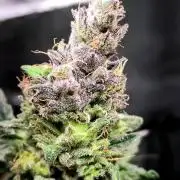Eleven Roses Auto - Delicious Seeds