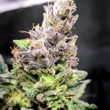 Eleven Roses Auto - Delicious Seeds