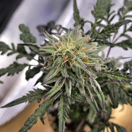 Frosty’s Auto Freak Grow Contest