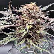 Frostys Purple Freak - Khalifa Genetics