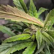Eleven Roses Auto - Delicious Seeds