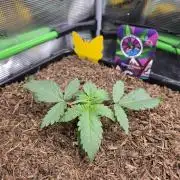 Eleven Roses Auto - Delicious Seeds