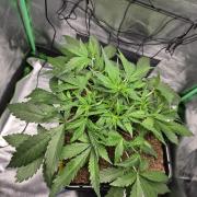Eleven Roses Auto - Delicious Seeds