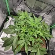 Eleven Roses Auto - Delicious Seeds