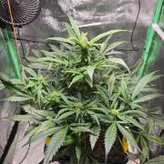 Eleven Roses Auto - Delicious Seeds