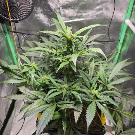 Eleven Roses Auto - Delicious Seeds
