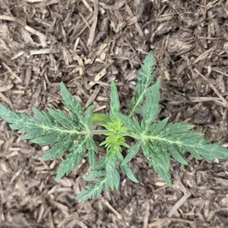 Frosty’s Auto Freak Grow Contest