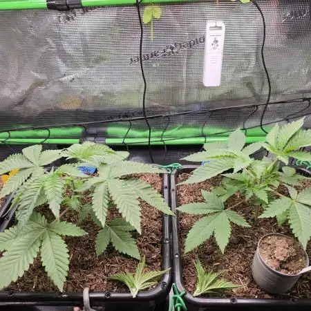 Sweet Truffle by Seed Supplier
