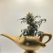 Frosty’s Auto Freak Grow Contest