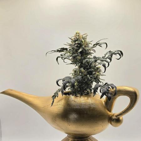 Frosty’s Auto Freak Grow Contest