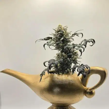 Frosty’s Auto Freak Grow Contest
