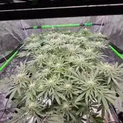 Sweet Truffle by Seed Supplier
