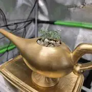 Frosty’s Auto Freak Grow Contest