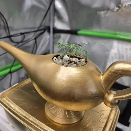 Frosty’s Auto Freak Grow Contest