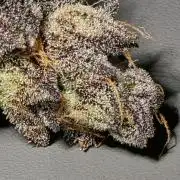 Eleven Roses Auto - Delicious Seeds
