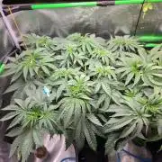 Sweet Truffle by Seed Supplier