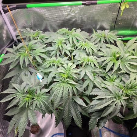 Sweet Truffle by Seed Supplier