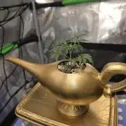 Frosty’s Auto Freak Grow Contest