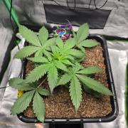 Eleven Roses Auto - Delicious Seeds