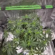 Sweet Truffle by Seed Supplier