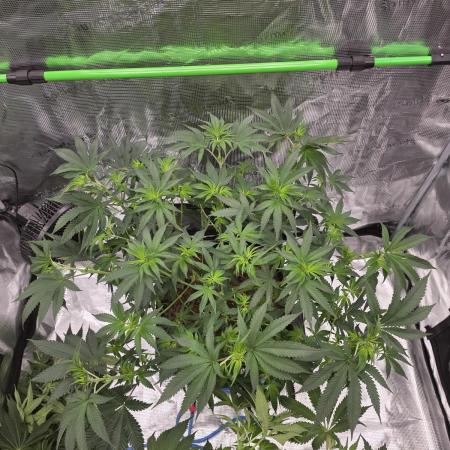 Sweet Truffle by Seed Supplier