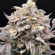 Frosty’s Auto Freak Grow Contest