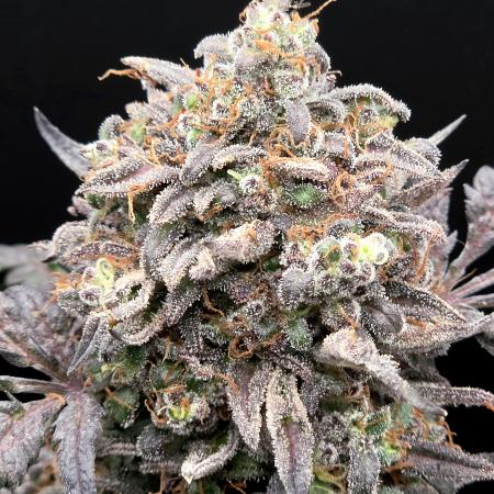 Frosty’s Auto Freak Grow Contest