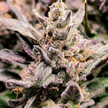 Eleven Roses Auto - Delicious Seeds