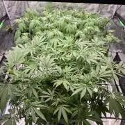 Sweet Truffle by Seed Supplier