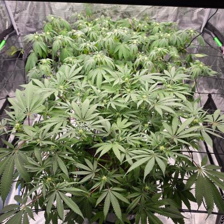 Sweet Truffle by Seed Supplier
